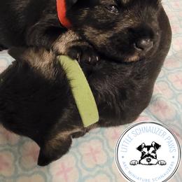 Miniature Schnauzer Puppies from Little Schnauzer Paws