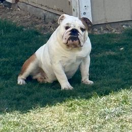 Duke - Bulldog
