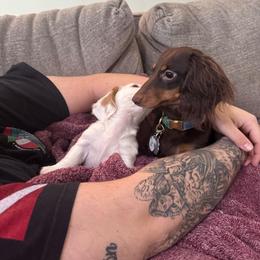 Dachshund All Grown Up from Dannie's Doxies