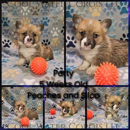 Party - Red male Pembroke Welsh Corgi puppy in Kiowa, Colorado from Cool Water Corgis LLC