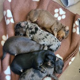 Dachshund Puppies from Harris Hugs and Wiener Wiggles
