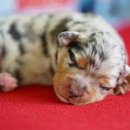 Wrangler - Black tri male Miniature Australian Shepherd puppy in Chesapeake, Virginia from Beaver Dam Mini Aussies