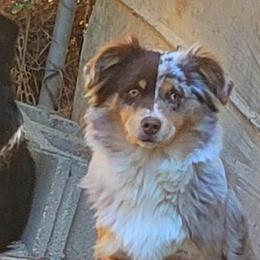 Miniature Australian Shepherds from Wing and a Prayer