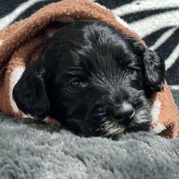 Australian Labradoodle Puppies from NoodleDoodles LLC