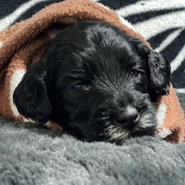 Australian Labradoodle Puppies from NoodleDoodles LLC