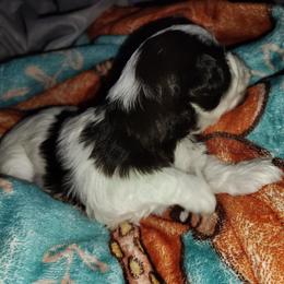 Liver parti girl - Parti female Miniature Schnauzer puppy in Florida from Central Florida Schnauzers
