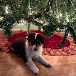 Boy 2 Blaze - Black white and tan male Collie puppy in Citra, Florida from Faith Rough Collie’s