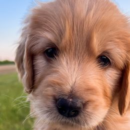 Forest - Red  Goldendoodle puppy in Amery, Wisconsin from Cornerstone Kennels