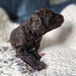 Eclair moyen poodle female - Brown female Poodle puppy in Milford, Michigan from Cuddley-Poods Moyen poodles