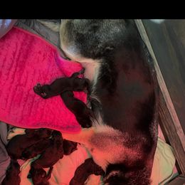 German Shepherd Puppies from Nosey Shepherds