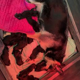 German Shepherd Puppies from Nosey Shepherds