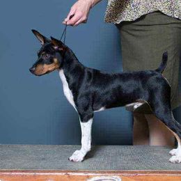 Rat Terriers and Teddy Roosevelt Terriers from Golden Hills Rat Terriers