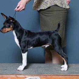 Rat Terriers and Teddy Roosevelt Terriers from Golden Hills Rat Terriers
