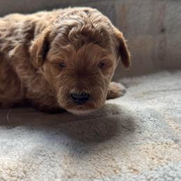 Howie - Brown male Bernedoodle puppy in Gainesville, Florida from Alyssa Xxweetdoodles