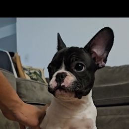 French Bulldog Puppies from frenchies f