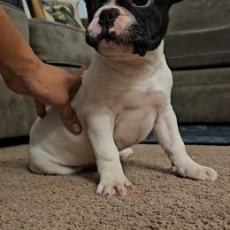 French Bulldog Puppies from frenchies f