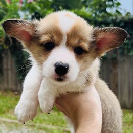 Purple - Red female Pembroke Welsh Corgi puppy in Spring Hill, Florida from Chaotic Canines