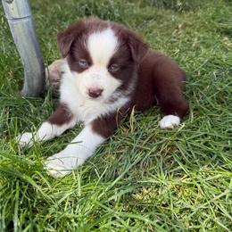 Lottie - Red & white female Miniature Australian Shepherd puppy in Marion, Michigan from Highland Hills Mini Aussies