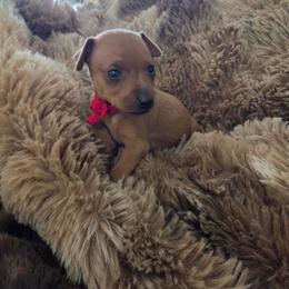 Red collar - Red female Miniature Pinscher puppy in Acworth, Georgia from Stonewood Dobermans and Min Pins
