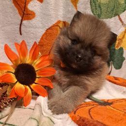BOO BOO Boy1 - Wolf sable male Pomeranian puppy in Lore City, Ohio from Tonia's Pomeranians