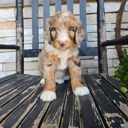Gunner - Tri-color male Bernedoodle puppy in Holtwood, Pennsylvania from Country Ridge Puppies