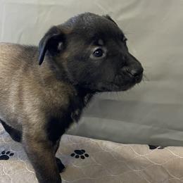 Girl 2 - Fawn sable Belgian Malinois puppy in Franklin County, Missouri from Tomy K9 Support Services