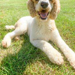 Goldendoodle and Poodle Puppies from CharleighRae Poodles and Doodles