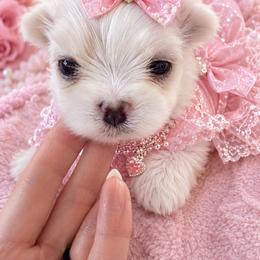 SERENITY KOREAN DOLL FACE - White female Maltese puppy in Orlando, Florida from Denise’s Puppies