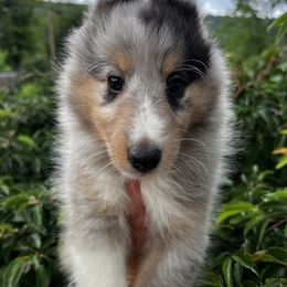 Kara - Blue merle white and tan Shetland Sheepdog puppy in Middleburgh, New York from StoneyAcre