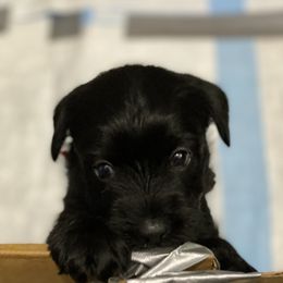 Standard Schnauzer Puppies from Stahlkrieger Standard Schnauzers