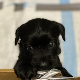 Standard Schnauzer Puppies from Stahlkrieger Standard Schnauzers