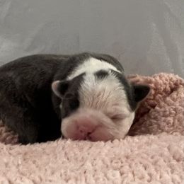 Girl 1 - Blue female Boston Terrier puppy in Coopertown, Tennessee from Toon’s Boston Terriers