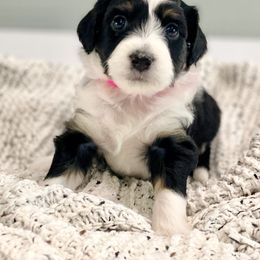 Aussiedoodle Puppies from Ever After Mini Doodles