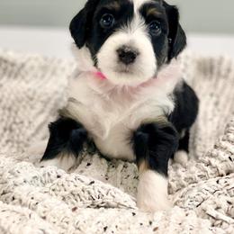Aussiedoodle Puppies from Ever After Mini Doodles