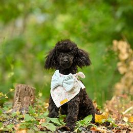 Cavapoo, Cockapoo, and Poodle Puppies from Heavenly Puppies to Love