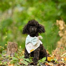 Cavapoo, Cockapoo, and Poodle Puppies from Heavenly Puppies to Love