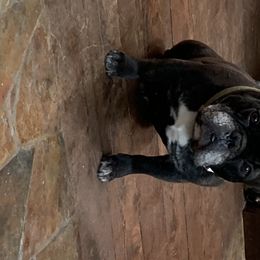 Ace - French Bulldog