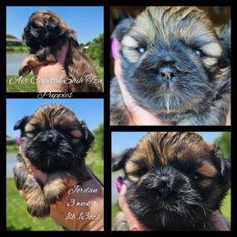 Jordan - Red male Shih Tzu puppy in Maize, Kansas from Air Capital Shih Tzu Puppies