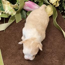 Chihuahua Puppies from Knox Rock'n Chihuahuas