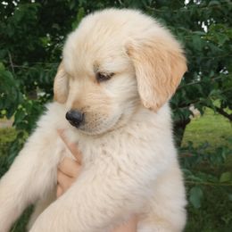 Boy 2 - Golden Golden Retriever puppy in Indiana County, Pennsylvania from Liberty's Legacy Goldens
