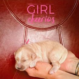 Cheerios - Cream female Goldendoodle puppy in Cambridge, Minnesota from Country Meadow Doodles