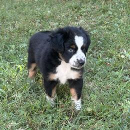 Banks - Black tri male Miniature Australian Shepherd puppy in Signal Mountain, Tennessee from D & D Miniature and Toy Australian Sheppards
