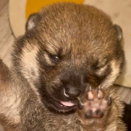 Little Red - Red female Shiba Inu puppy in Clewiston, Florida from Animal Farm Shiba Inus & Mameshibas