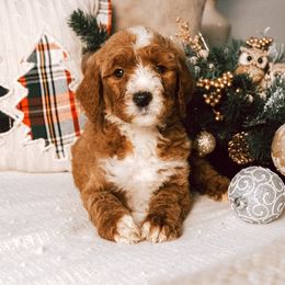 White collar girl - Apricot female Goldendoodle puppy in Spokane, Washington from Beloved_doodles_WA