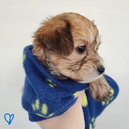 Morkie Puppies from Heart of Texas Morkies