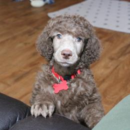 Poodle Puppies from RK'S Pets