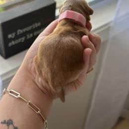 Cockapoo and Cocker Spaniel Puppies from Rome & Reign Farm