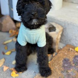 Whale - Black male Goldendoodle puppy in Redmond, Oregon from Bourbon and Lace Doodles
