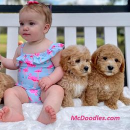 Goldendoodle and Schnoodle Puppies from Moss Creek Goldendoodles