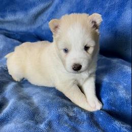 Rosalind - White female Pomsky puppy in Winchendon, Massachusetts from Mountain View Pomskies